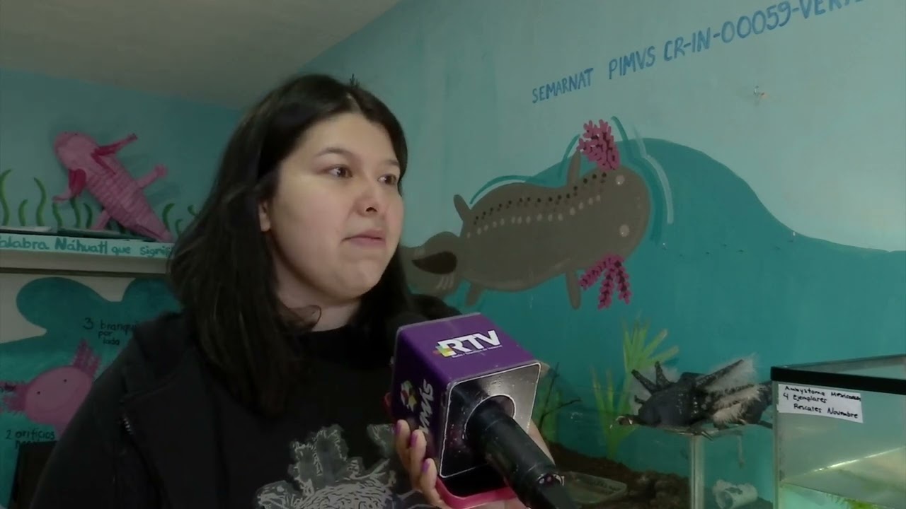 Axoxal trabaja en la preservación del ajolote, en Xalapa