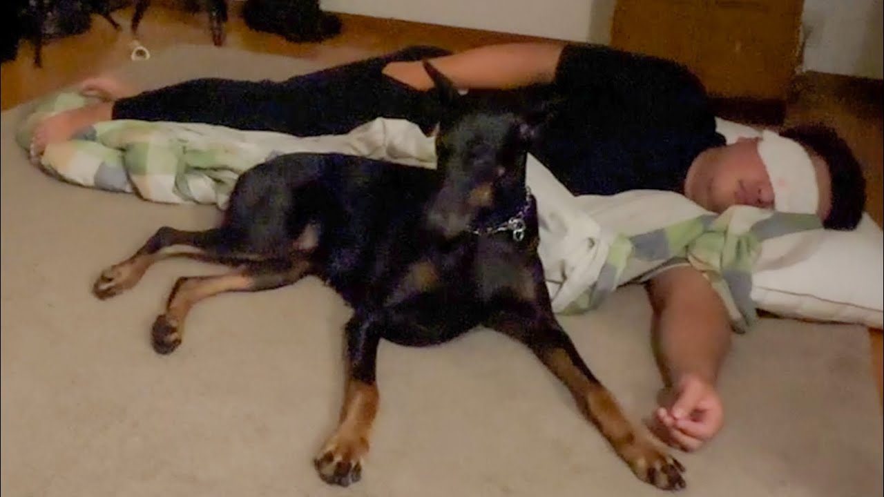 飼い主の寝言に反応するドーベルマン