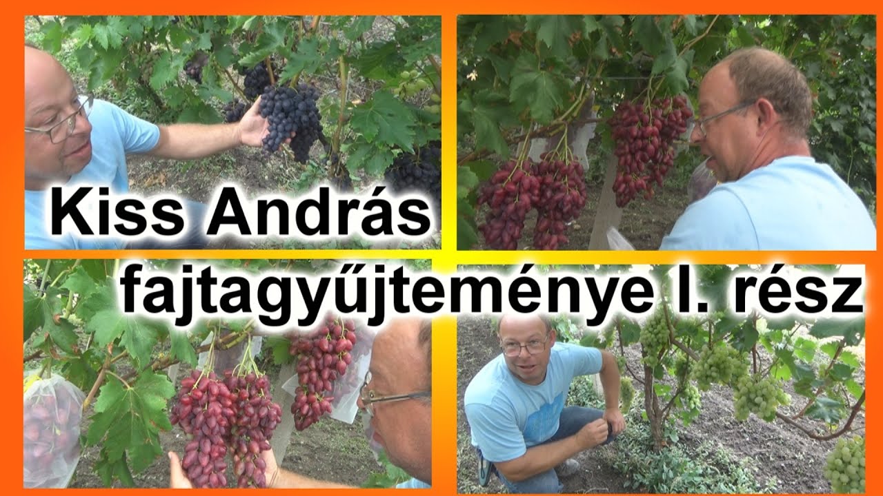 Gyönyörű csemegeszőlő Kiss András házi kertjében! Avatár sátorlugason, Fekete Sólyom, Darina, stb..