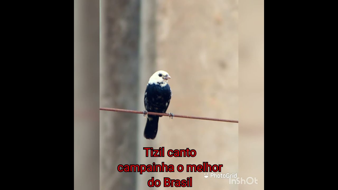 Tiziu canto campainha o melhor do Brasil, com vários pia de Fêmeas diferentes, esquenta ou encarta