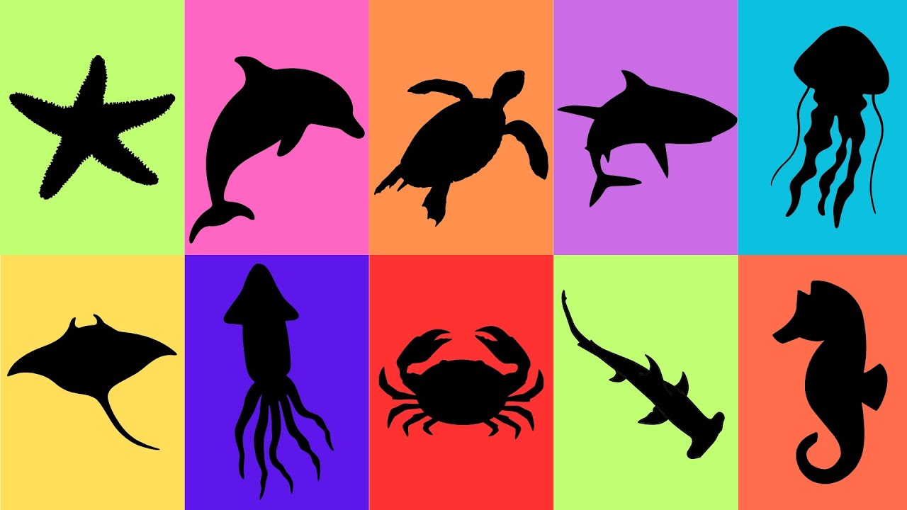 Descubra o Animal Marinho pela Sombra! 🐠 Com Curiosidades Incríveis para Crianças!