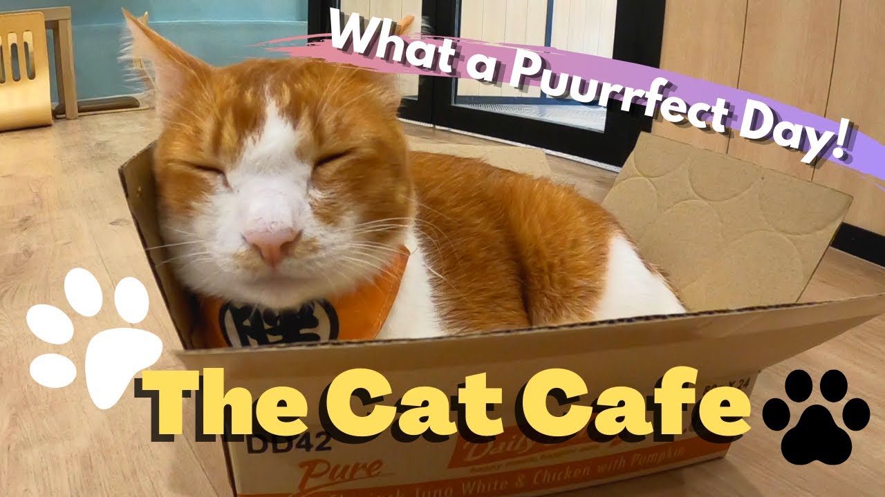 Cats are Cute | The Cat Cafe Singapore - Rail Mall  | VLOG 2020