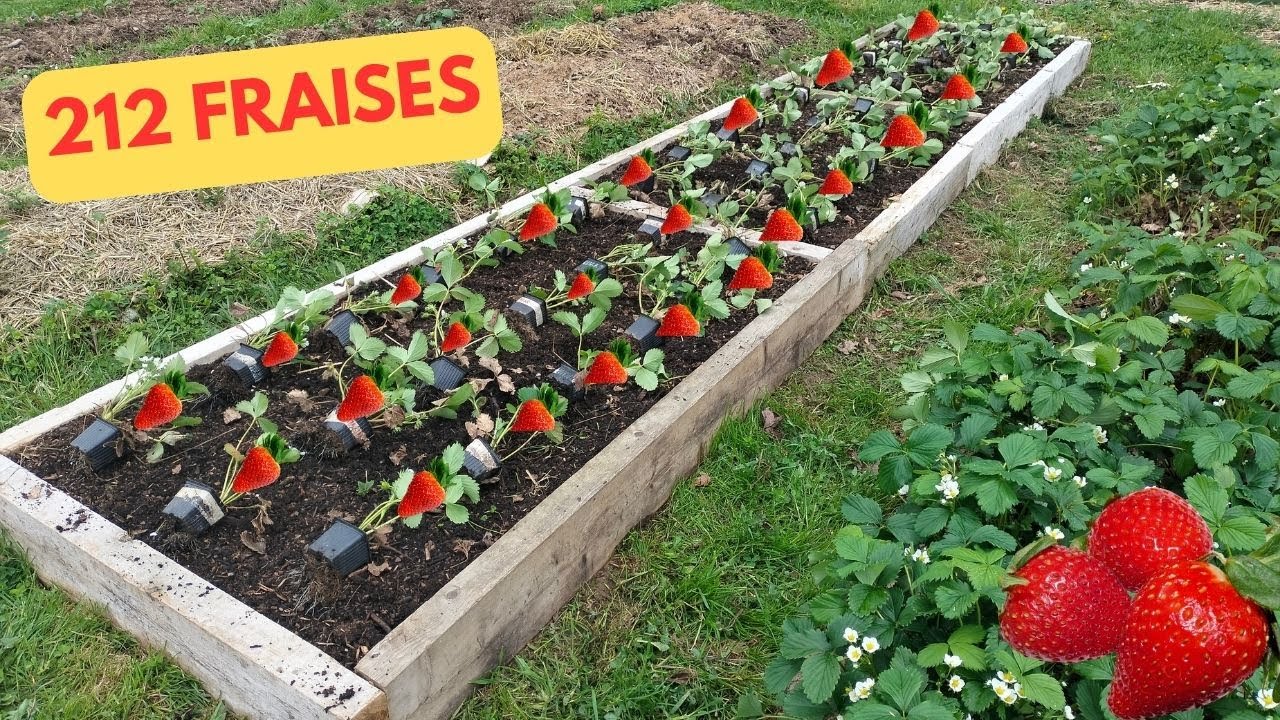 Bien PLANTER des FRAISES: installer une fraiseraie