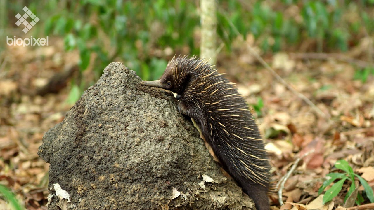 Echidna feeding from Termite mound.