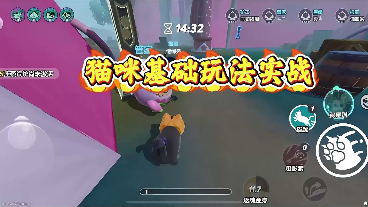 猫咪梵蒂娅我看看谁还不会玩