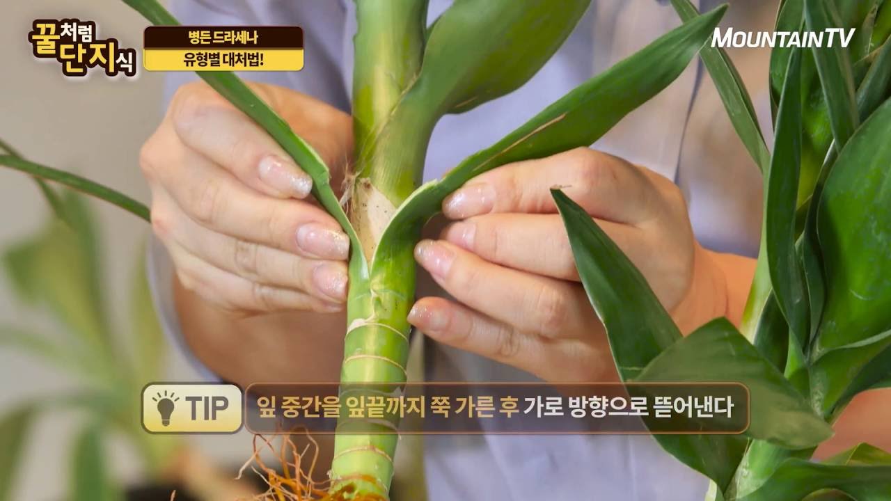 공기정화식물인 금천죽! 잎을 예쁘게 관리하려면? | 원예고수되기#13 | 마운틴TV특강 꿀단지