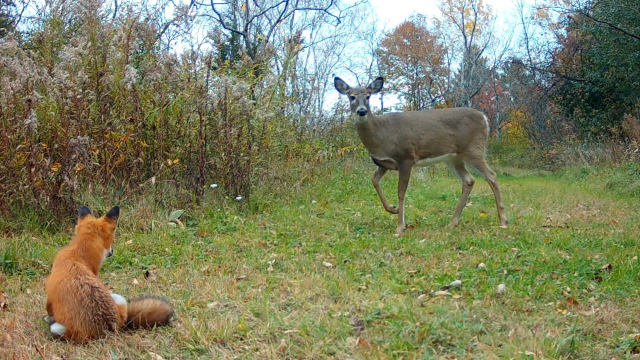 Adorable Fox Pup Meets Snake and Deer