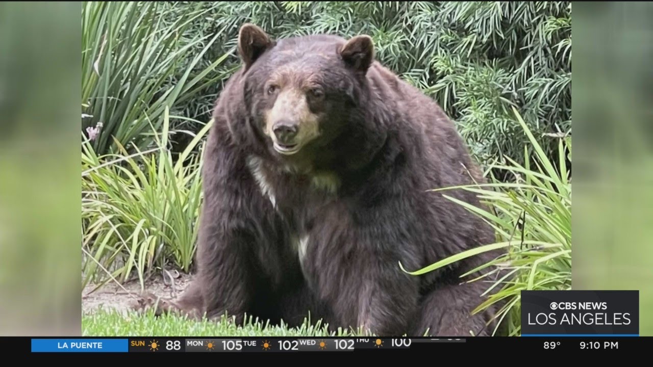 Bear spotted in Arcadia, allegedly shot with an arrow