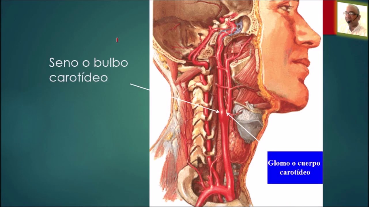 TRIÁNGULO Y CONDUCTO CAROTIDEO. PROF. DR. MARCELINO BRÍTEZ CABRERA