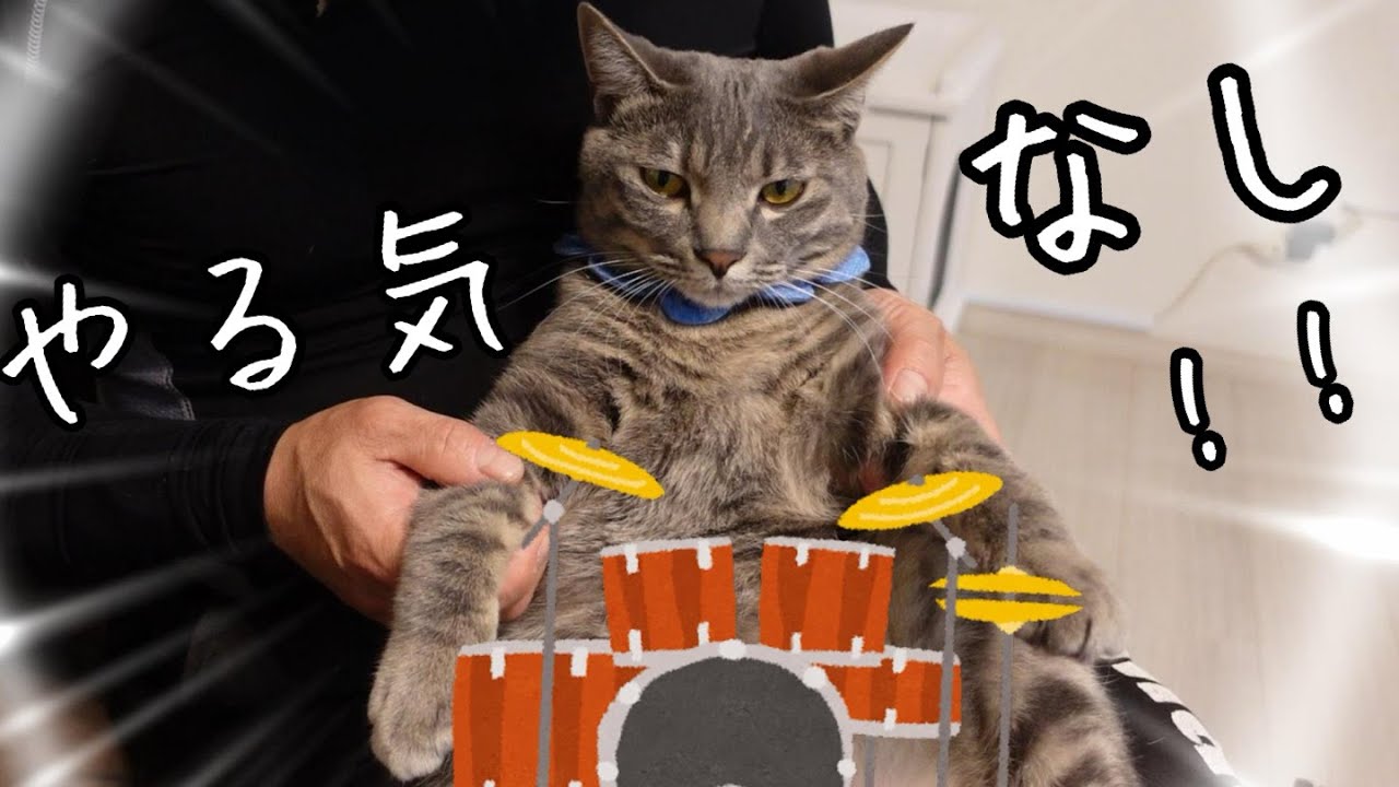 ドラマー熊次郎🐱高市総理大臣に嫉妬でやる気なし【熊次郎と虎次郎/保護猫兄弟とアラフィフ夫婦】