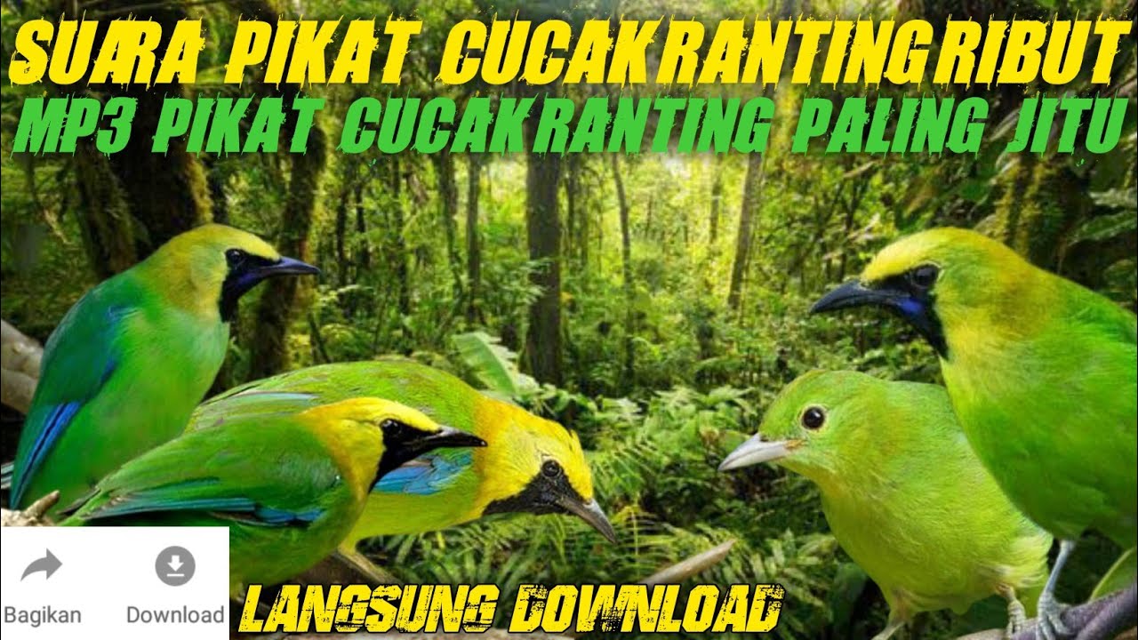 Suara Pikat Cucak Ranting Ribut - MP3 Pikat Cucak Ranting Paling Jitu