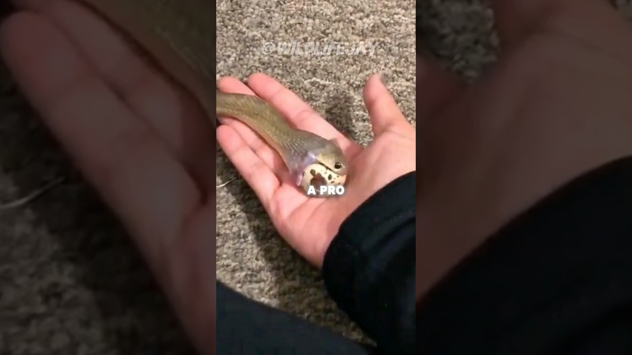 The Snake That Eats Eggs Whole~Shell and All