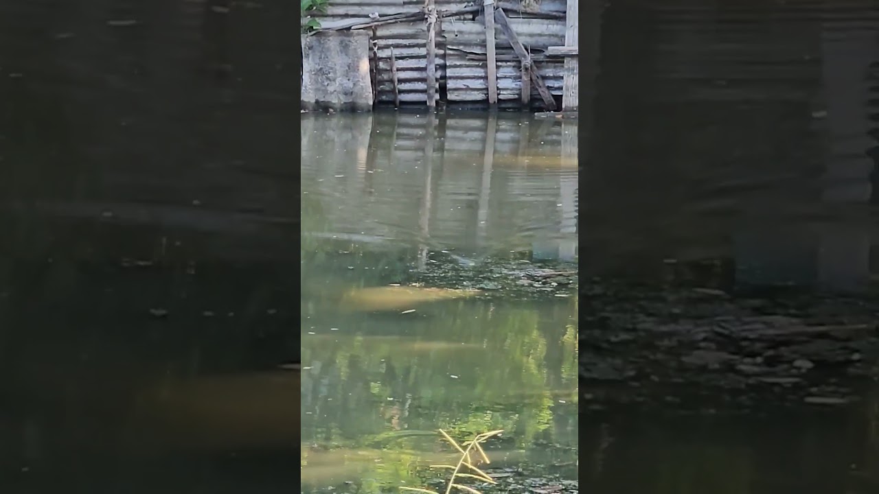 mancing ikan gabus - casting ikan gabus semoga lain hari berhasil nak..