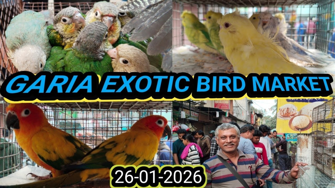 আজকে গড়িয়া পাখির হাটে জেপি বদ্রি - 1000/- মাত্র। Garia Bird Market. গড়িয়া পাখির হাট। 
