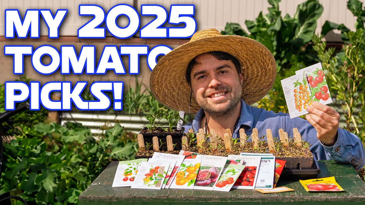 My New Tomato Strategy Gives Me Year-Round Harvests!