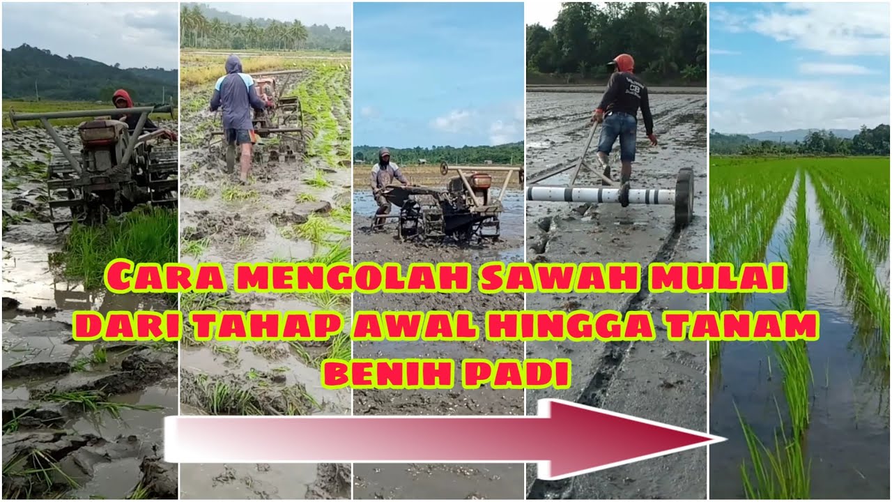 TERNYATA BEGINI CARA MENGOLAH SAWAH, MULAI DARI TAHAP MEMBAJAK LAHAN HINGGA TANAM BENIH PADI SELESAI