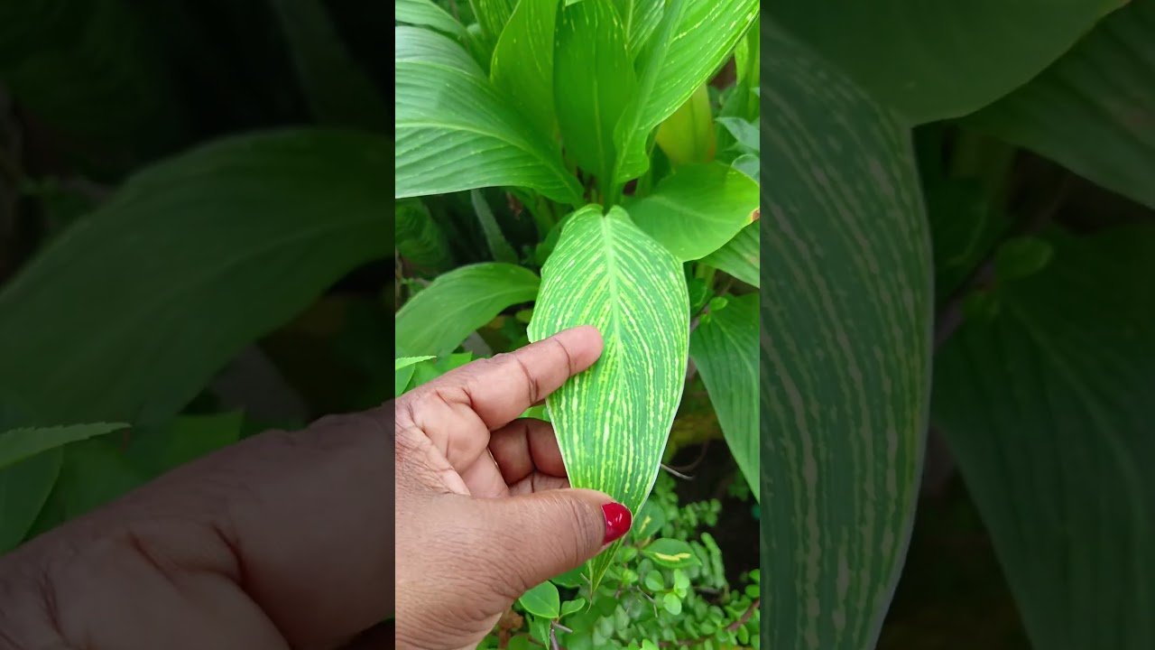 new Sunday update terrace garden ki ek Kone ki sair