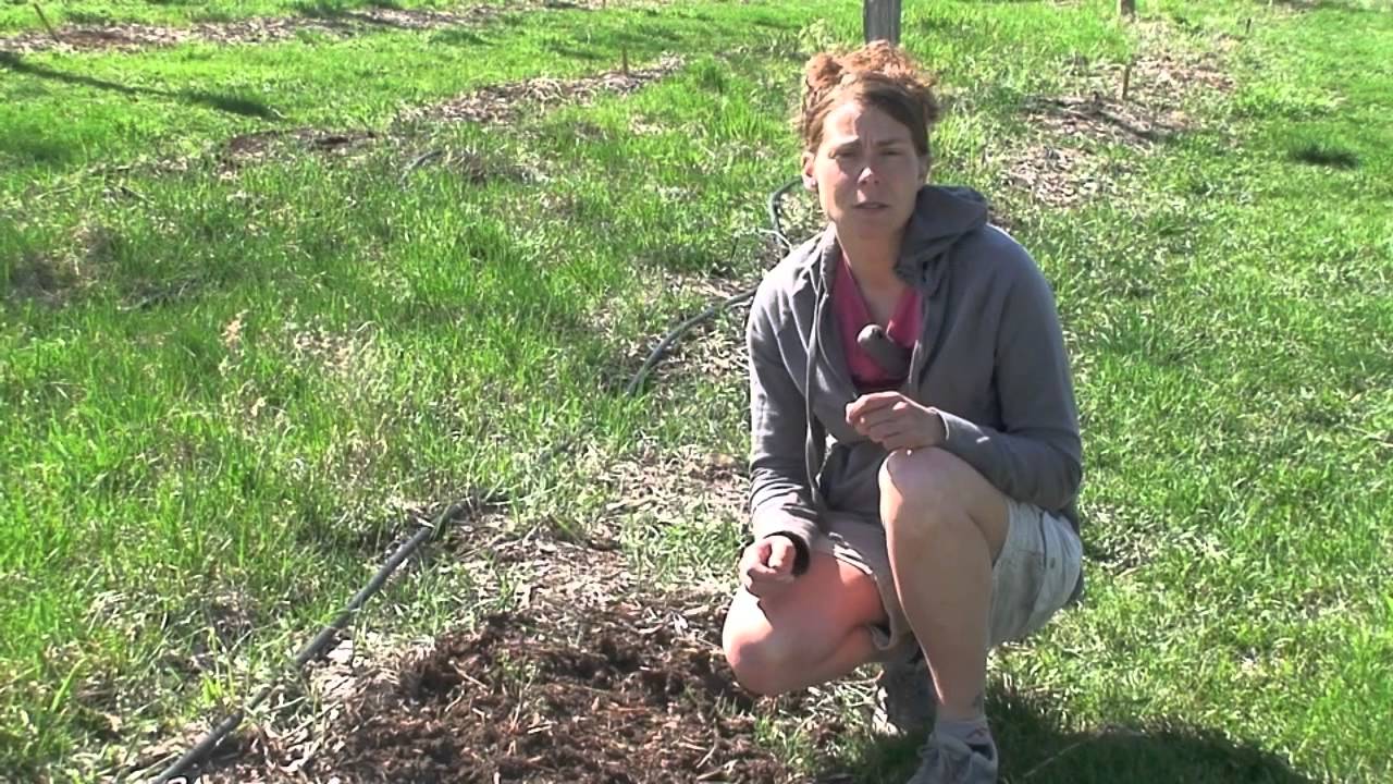Crowning Hops for Downy Mildew Prevention