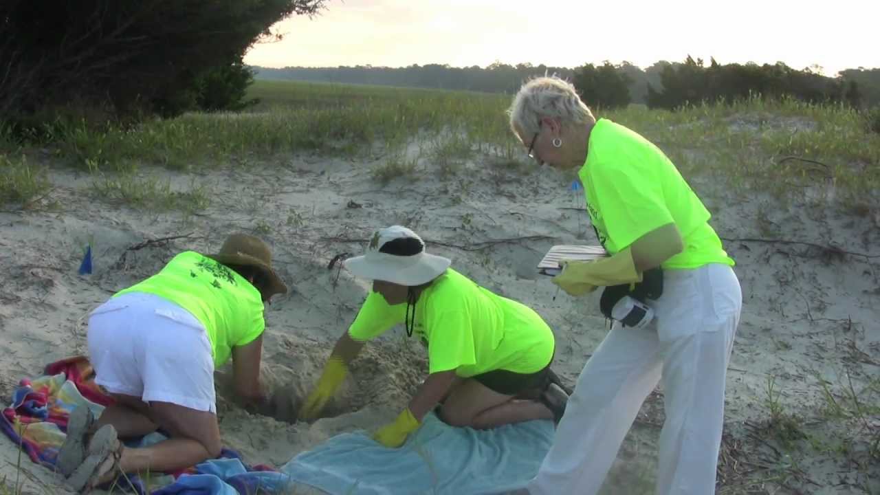 Turtle Talk - Seabrook Island Turtle Patrol