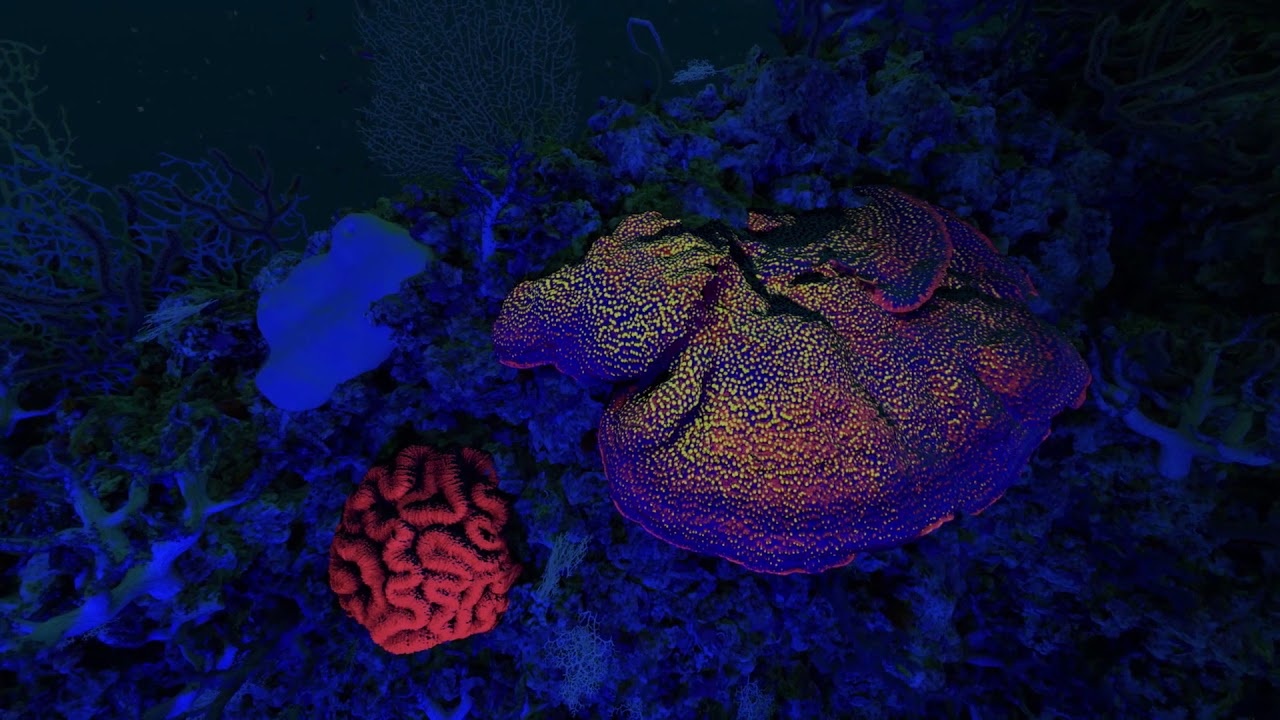 How Do Scientist Divers Explore the Twilight Zone? | California Academy of Sciences