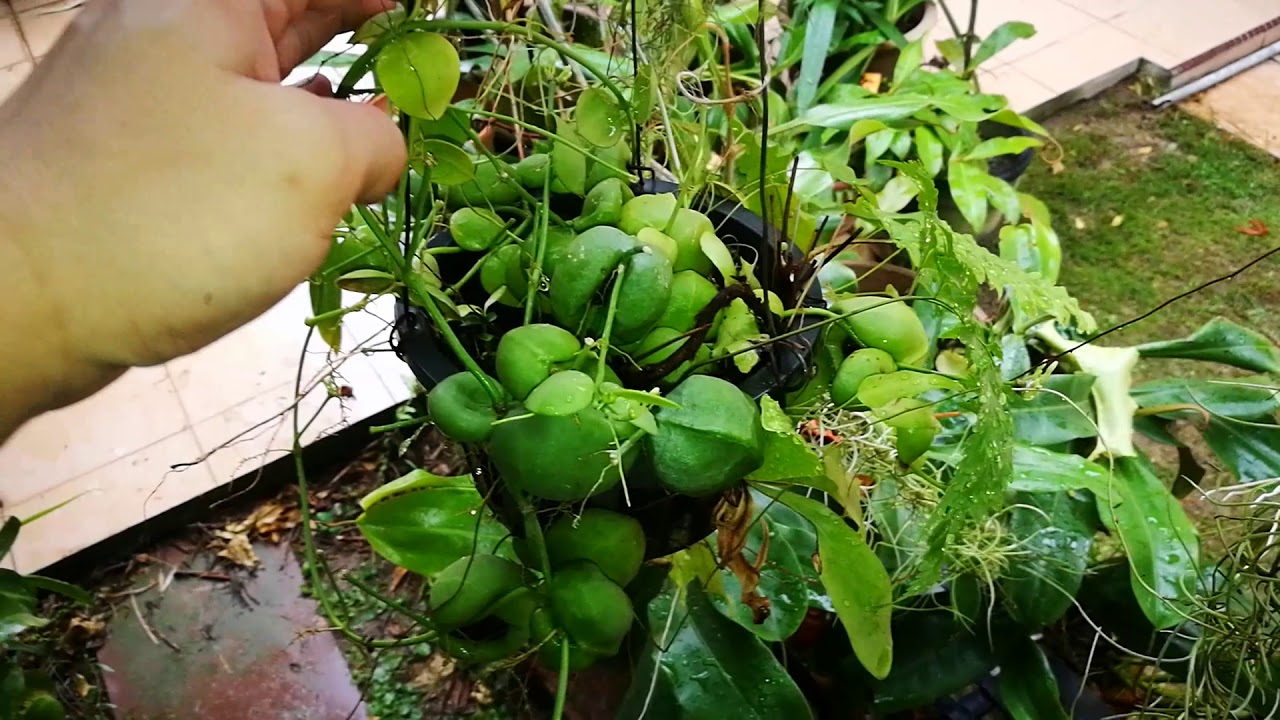 My Ant Plants and Ant Ferns