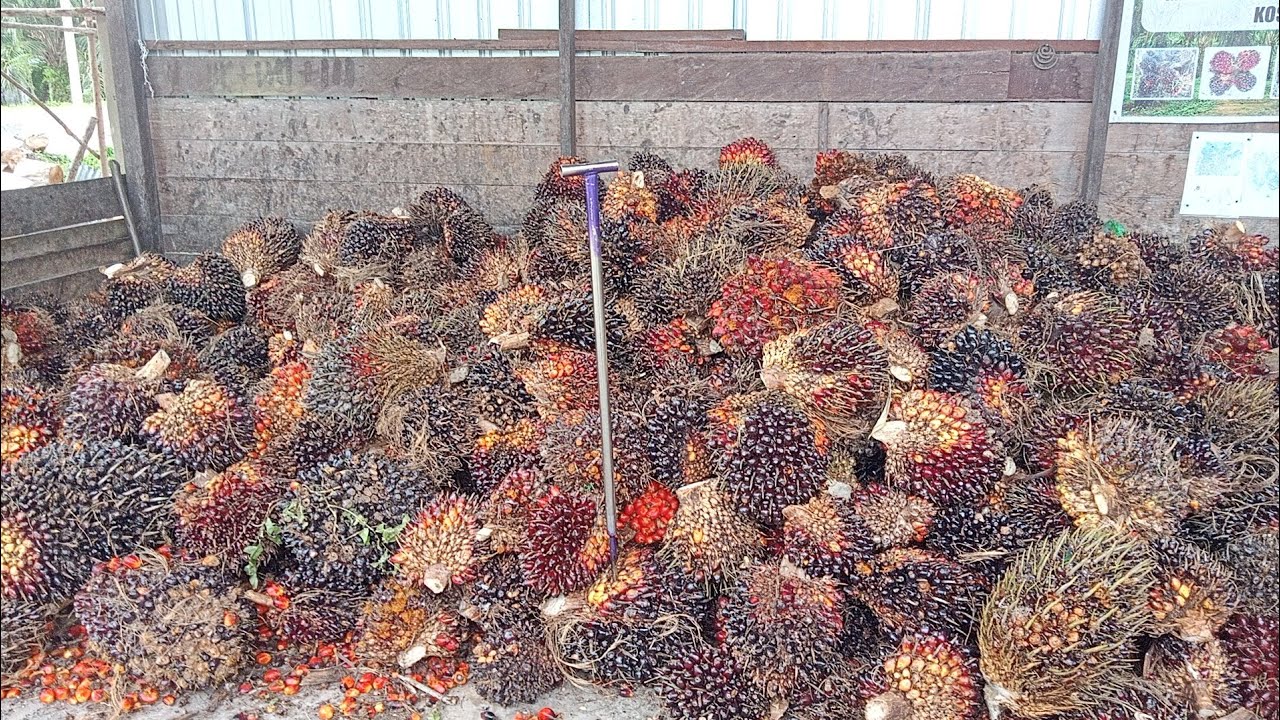 Muatan Buah Sawit  Di Desa Pematang Panjang, Kc,Seruyan Hilir Timur, (KAL-TENG)