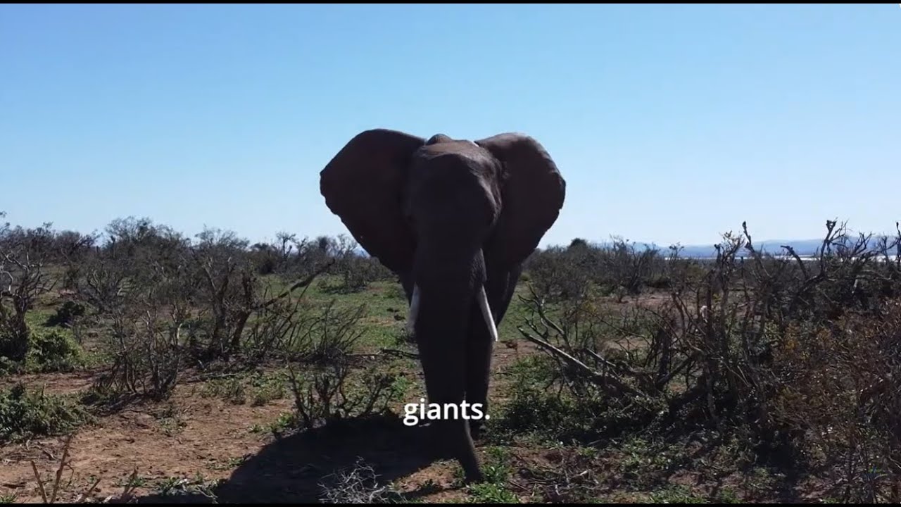 Omo Forest Nigeria | Elephants | Rangers | Battle to Protect a Sanctuary | By Dajie Odok