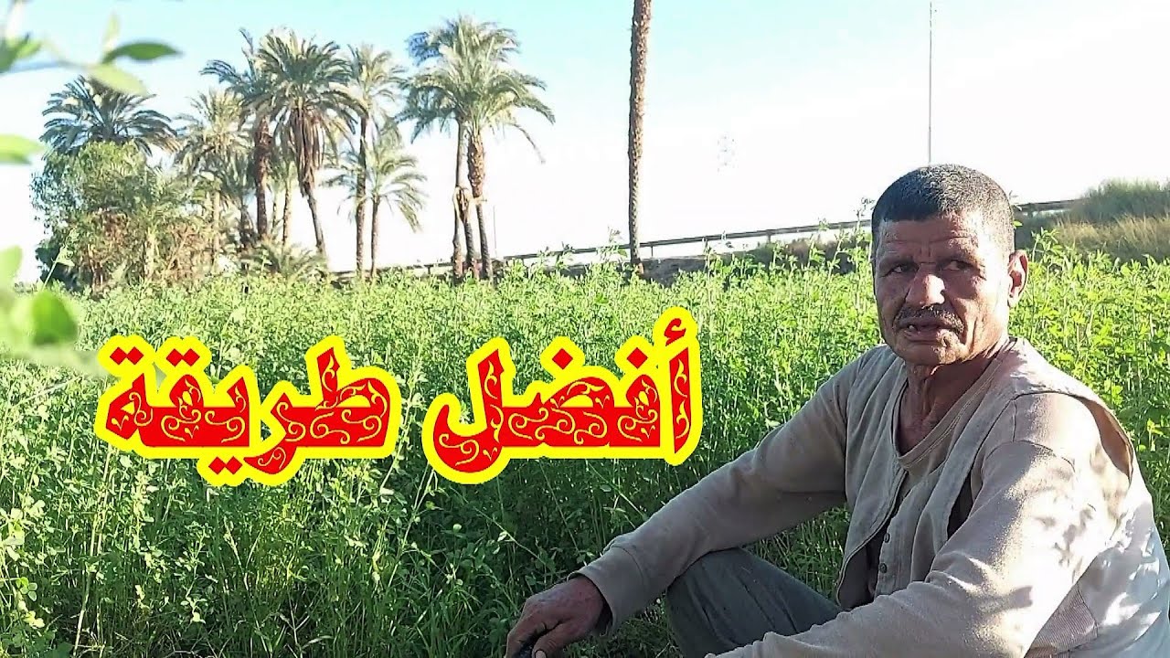 البرسيم الحجازي من الزراعة حتي الحش وأهم المعاملات التي تجري للحصول على أفضل نمو2024☝☝