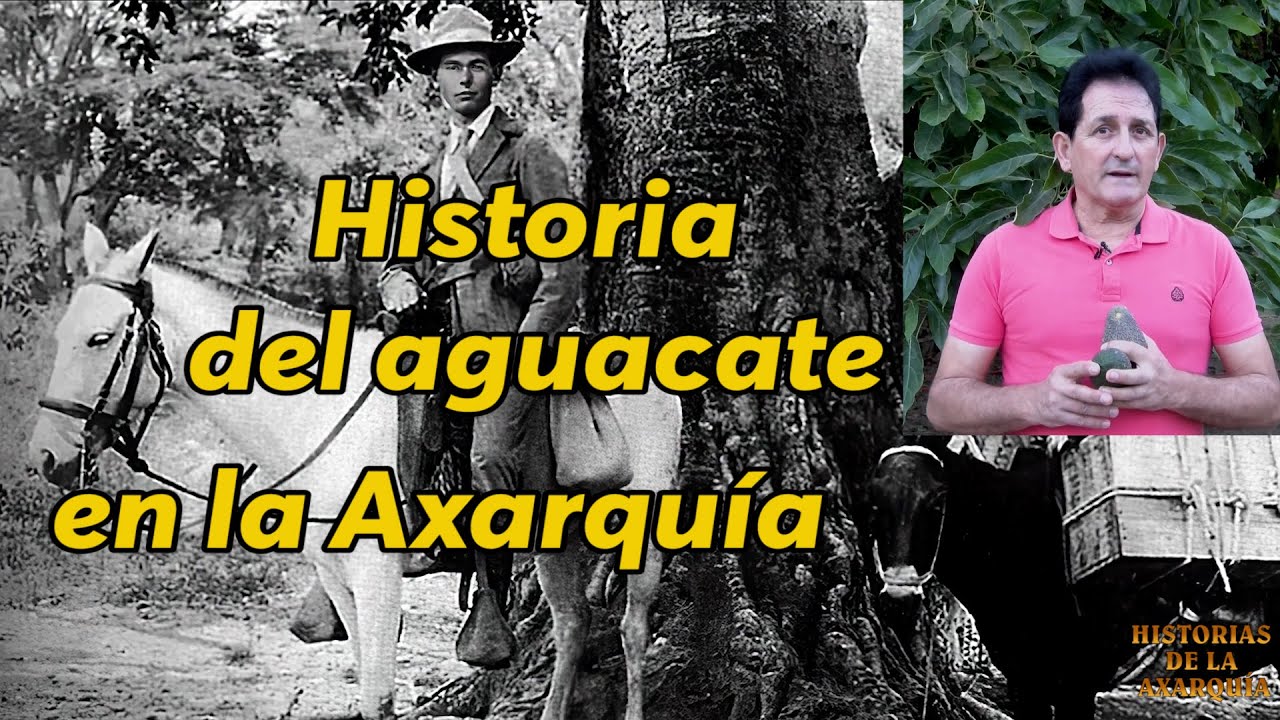 HISTORIA DEL AGUACATE EN  LA AXARQUÍA