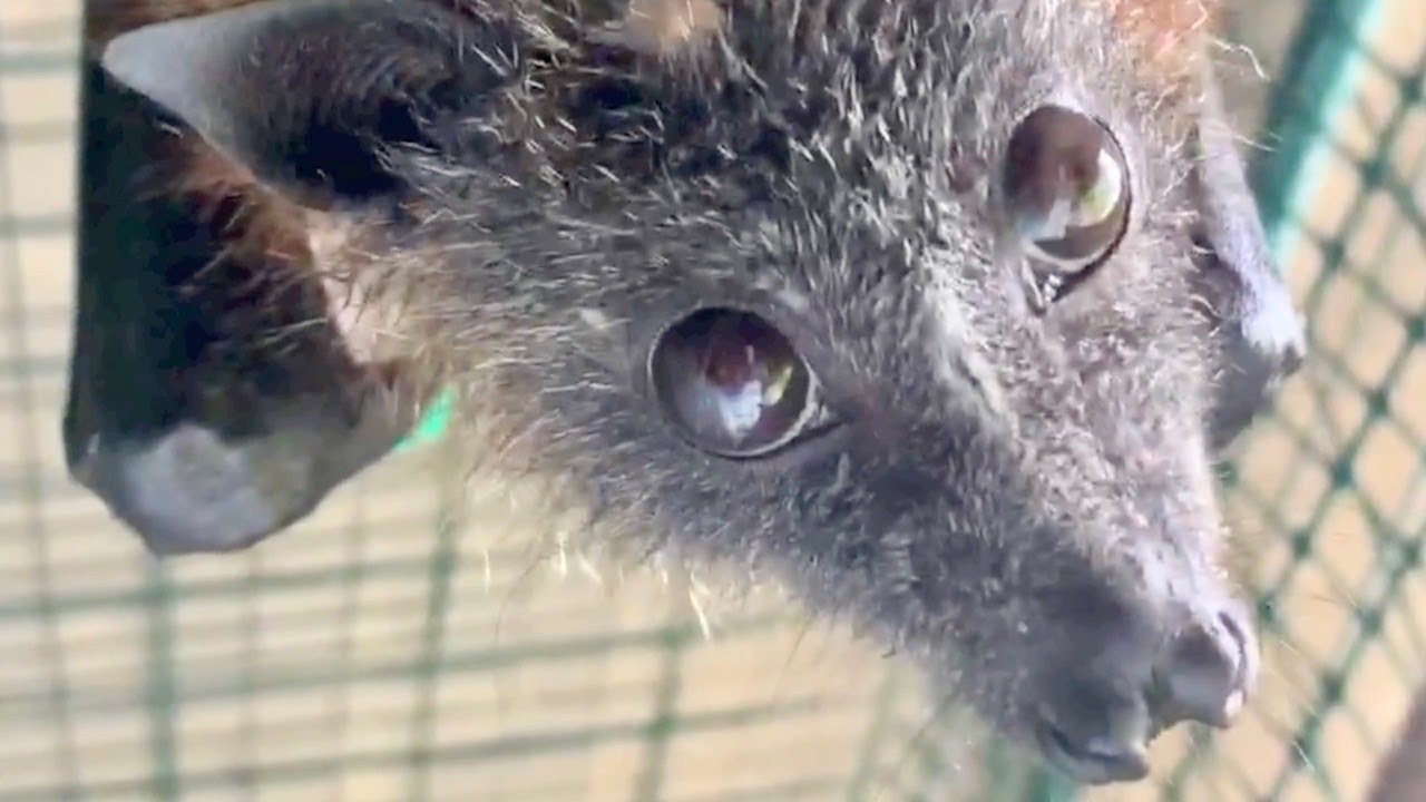 Juvenile flying-fox goes to the aviary:  Dali joins Oxo and the crowd