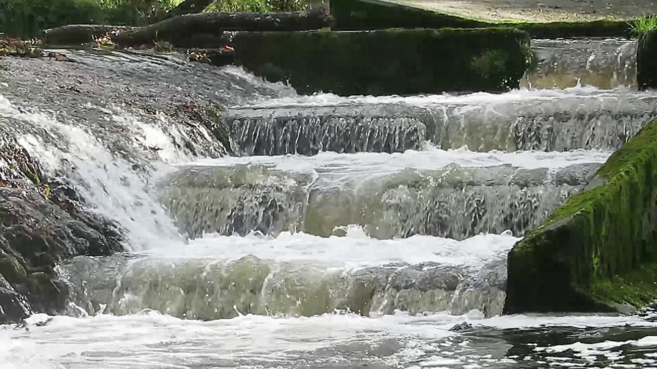 Salmon Running the River Lyd on  Small Spate 9/11/2016