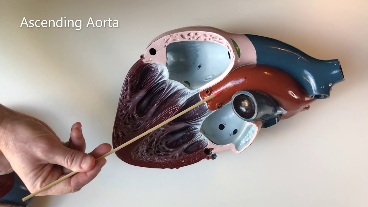 Blood Vessels Heart Model