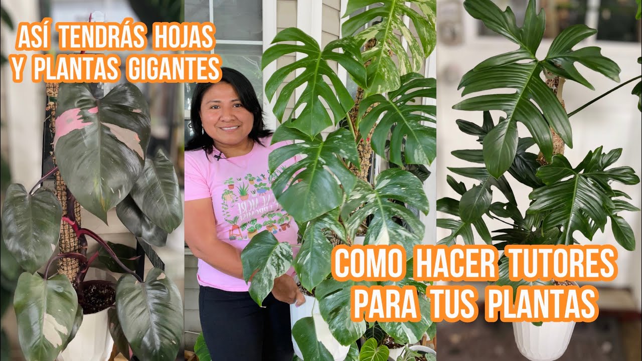 COMO HACER TUTORES PARA TENER PLANTAS GIGANTES | Ivet Suculentas y mas