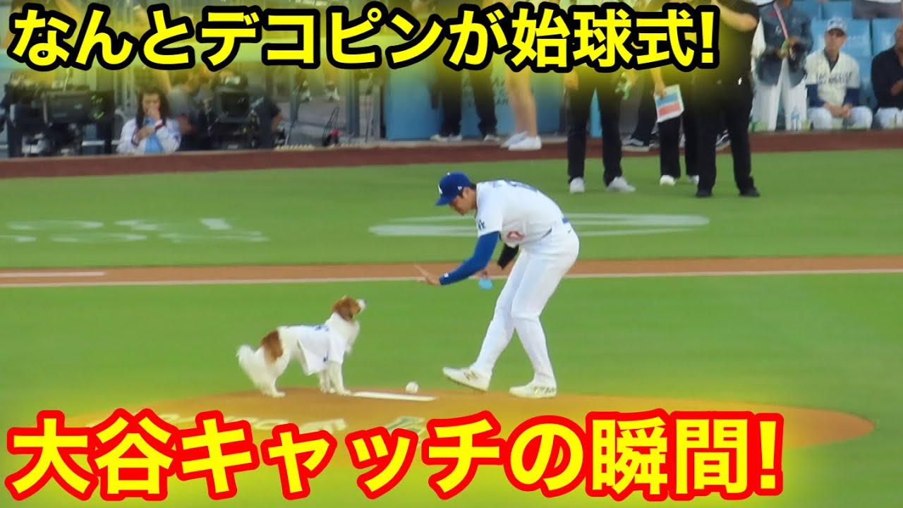 なんと愛犬デコピンが始球式に！大谷がキャッチャーの大役！現地映像