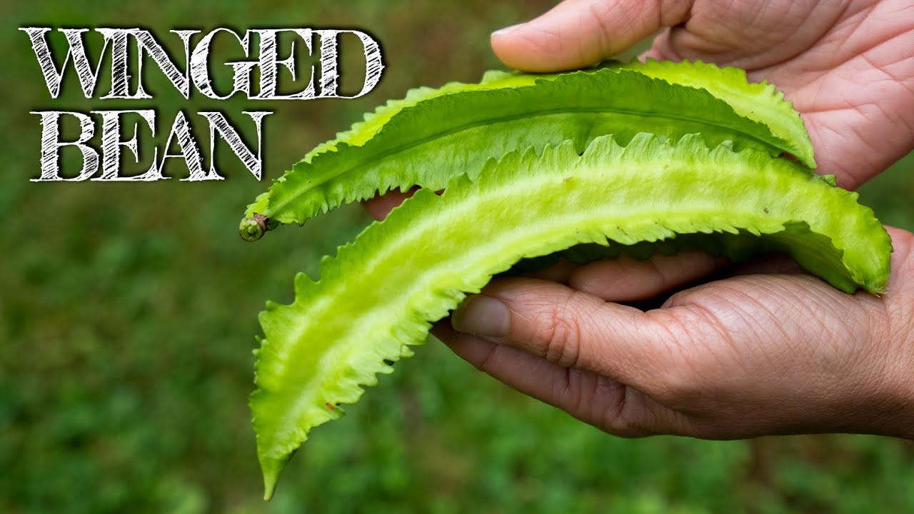 The Weirdest Bean You've Ever Seen! (Winged Bean)