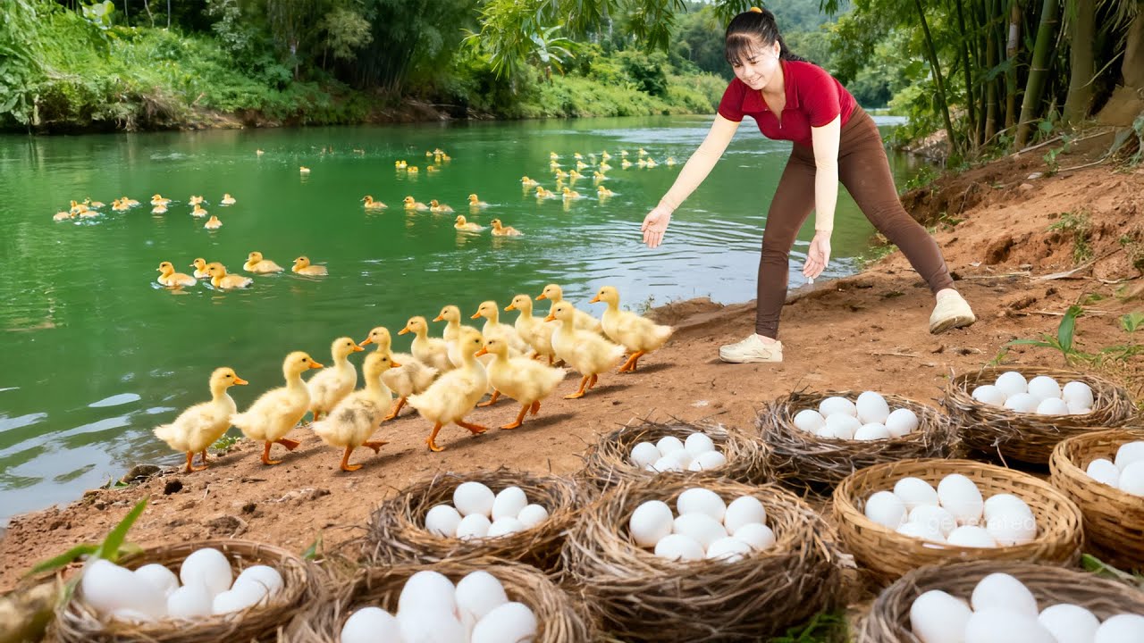 Buy Thousands of Newly Hatched Ducklings, Go to Market Sell for Villagers | Phuong Harvest Life