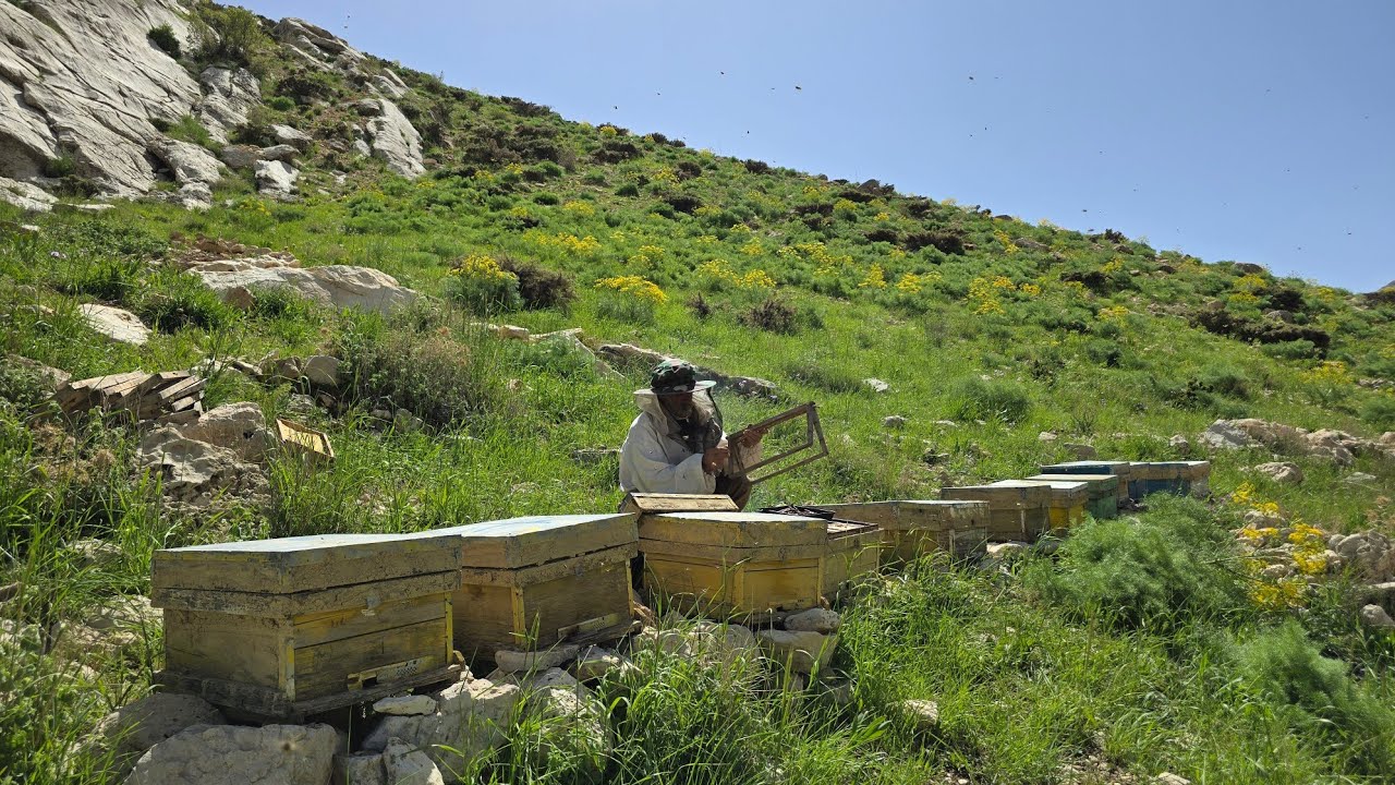 Feeding beehives in the lush area | Nomadic life