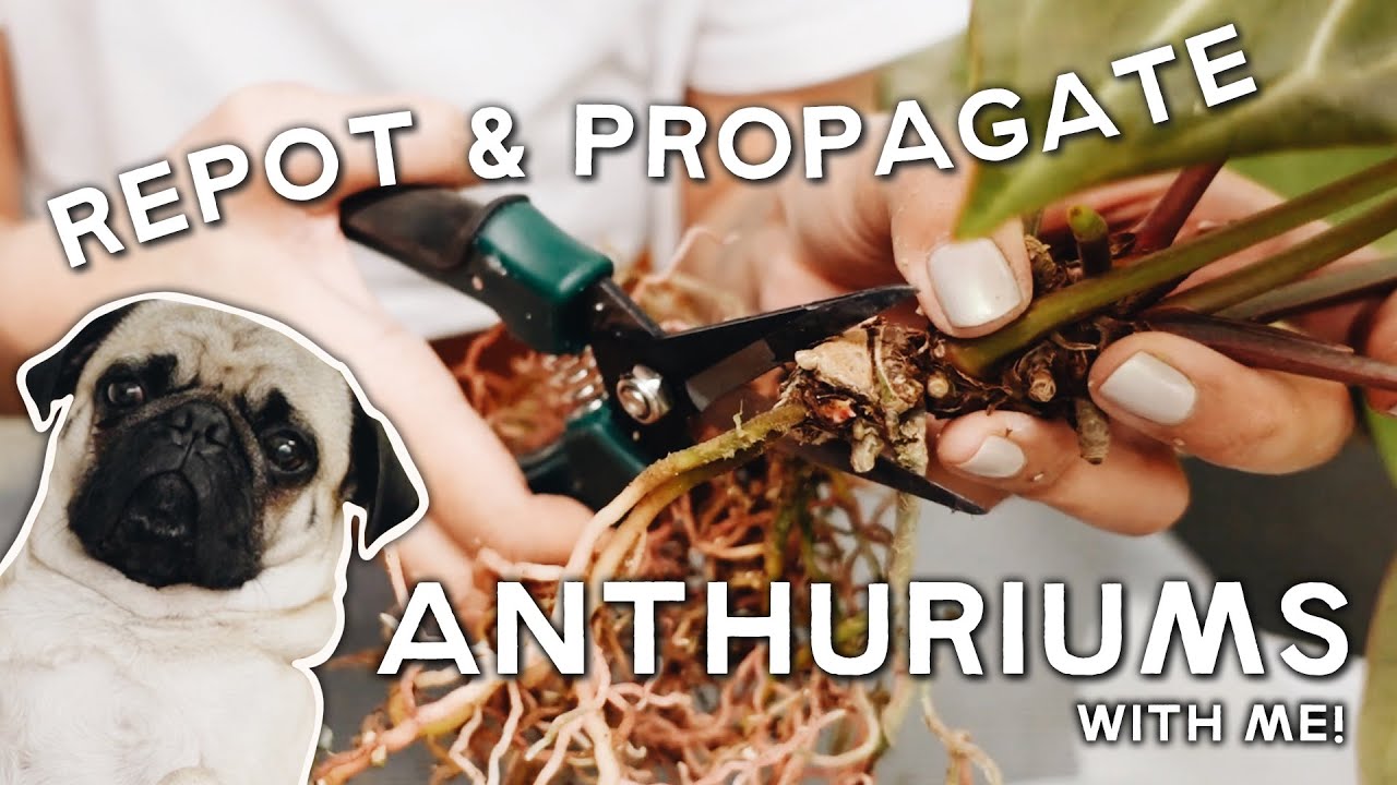 propagating my anthuriums!