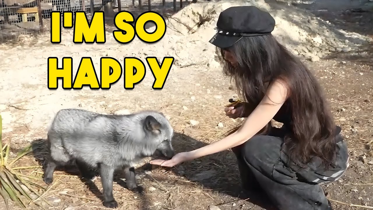 Emiru meets a fox for the first time