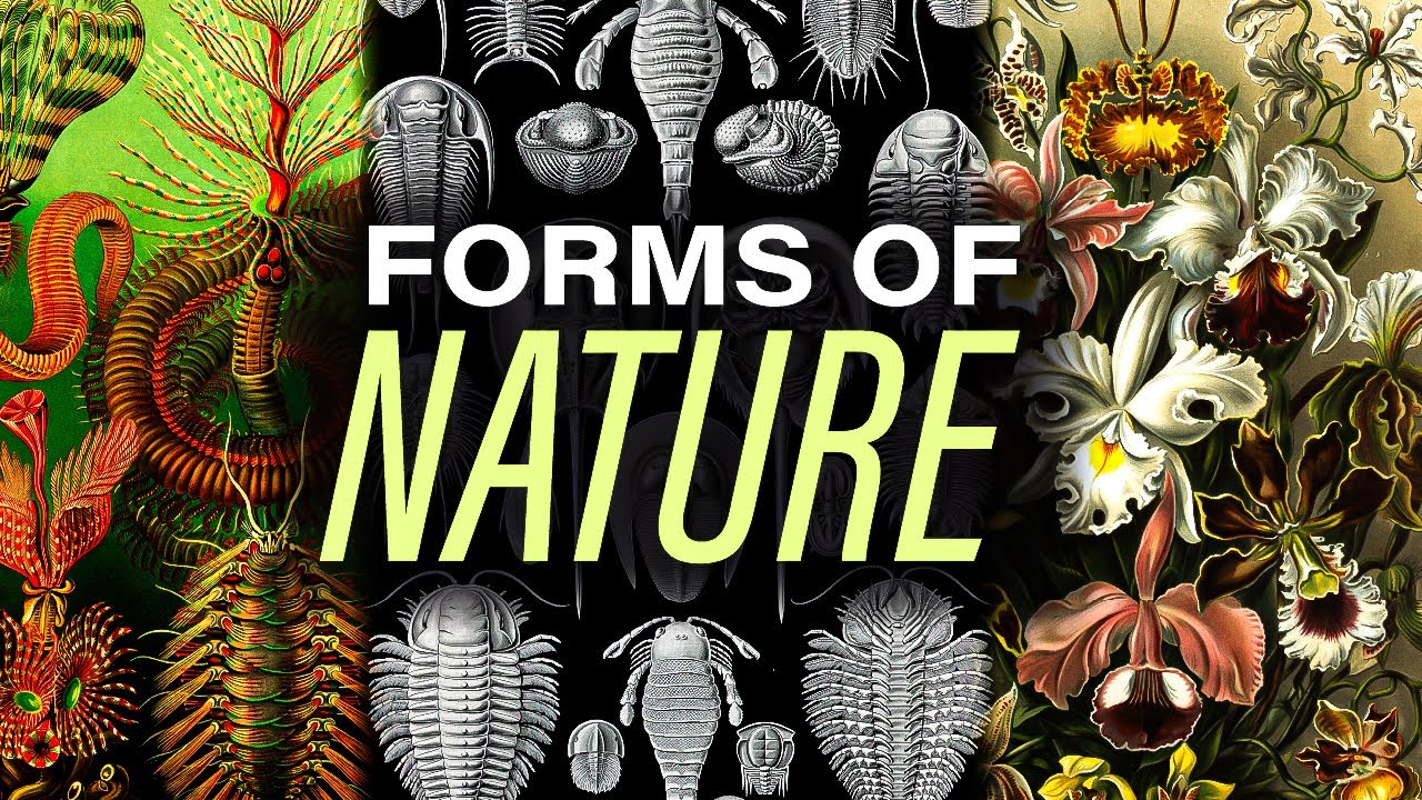 Order & Chaos | Ernst Haeckel's Kunstformen der Natur
