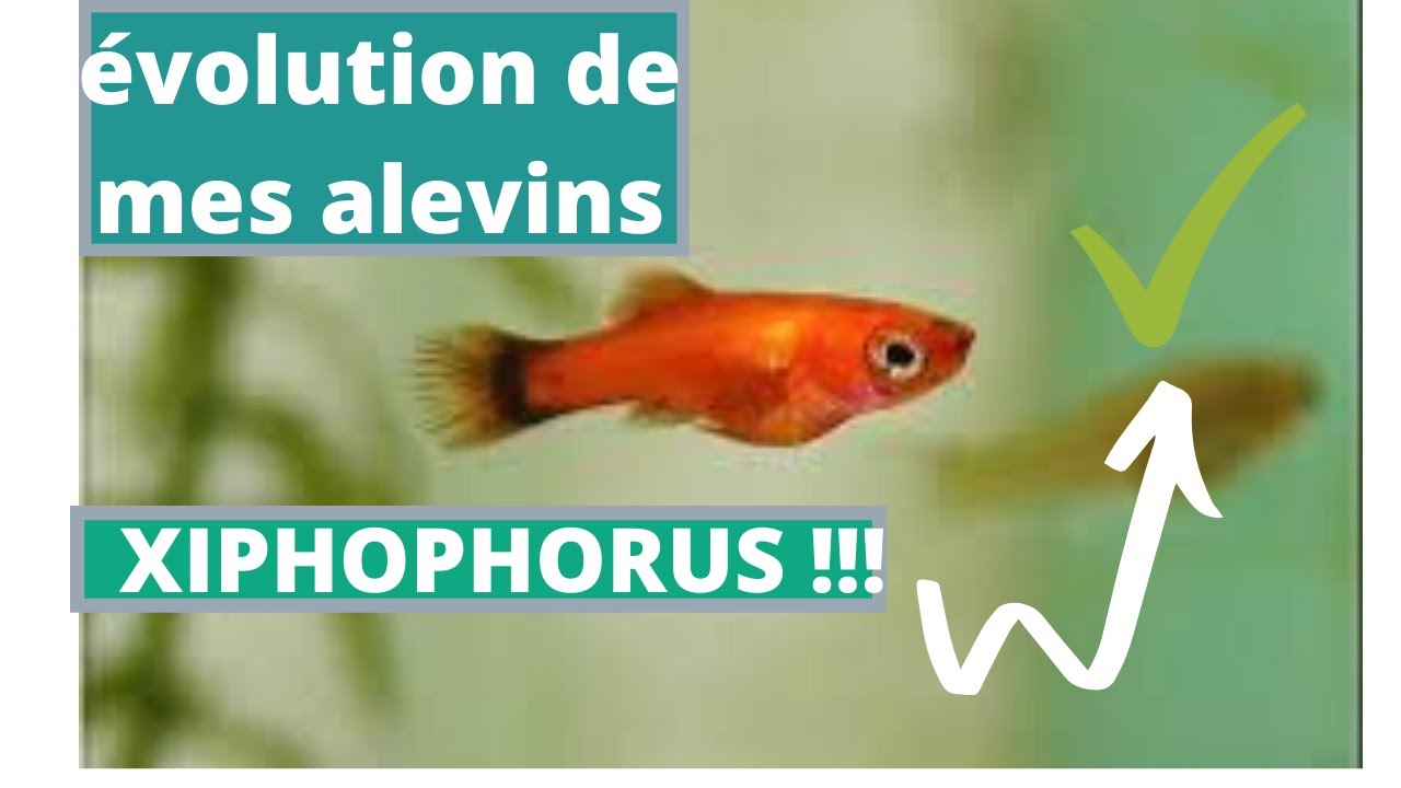 Evolution de mes alevins Xiphos
