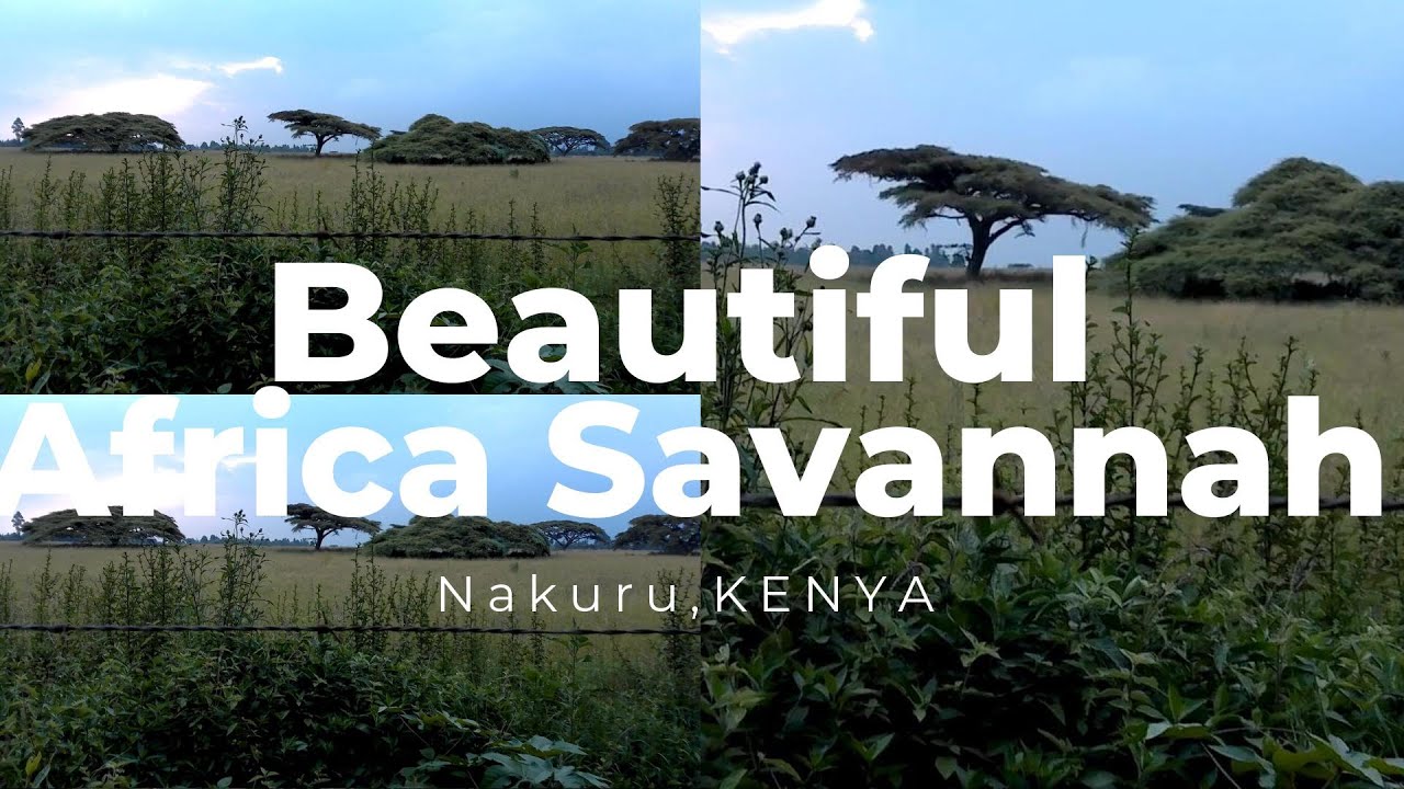 Farms of Africa, What a deserved walk to a beautiful African savannah in NAKURU,KENYA.