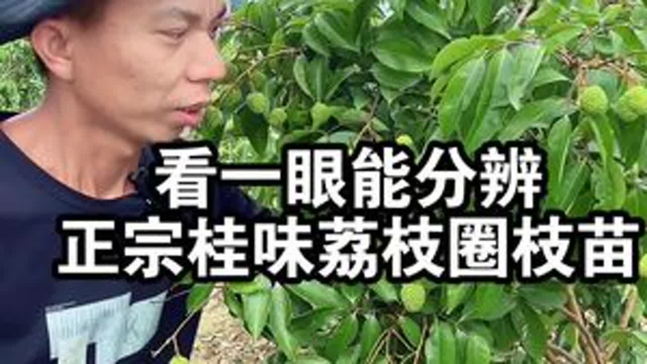 如何分辨正宗的桂味荔枝圈枝苗，原来这么简单！ #桂味荔枝 #荔枝苗 #果苗供应
