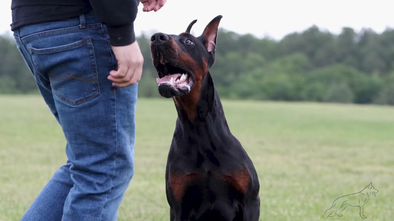Doberman Elite Protection Dog - Deterrent Dogs LLc