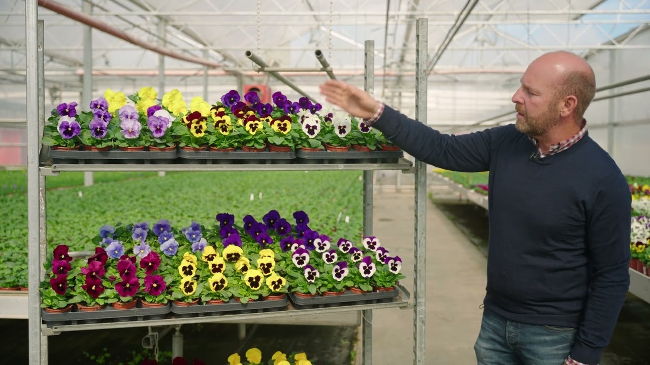 Delta Pro | Syngenta Flowers | Nederlands