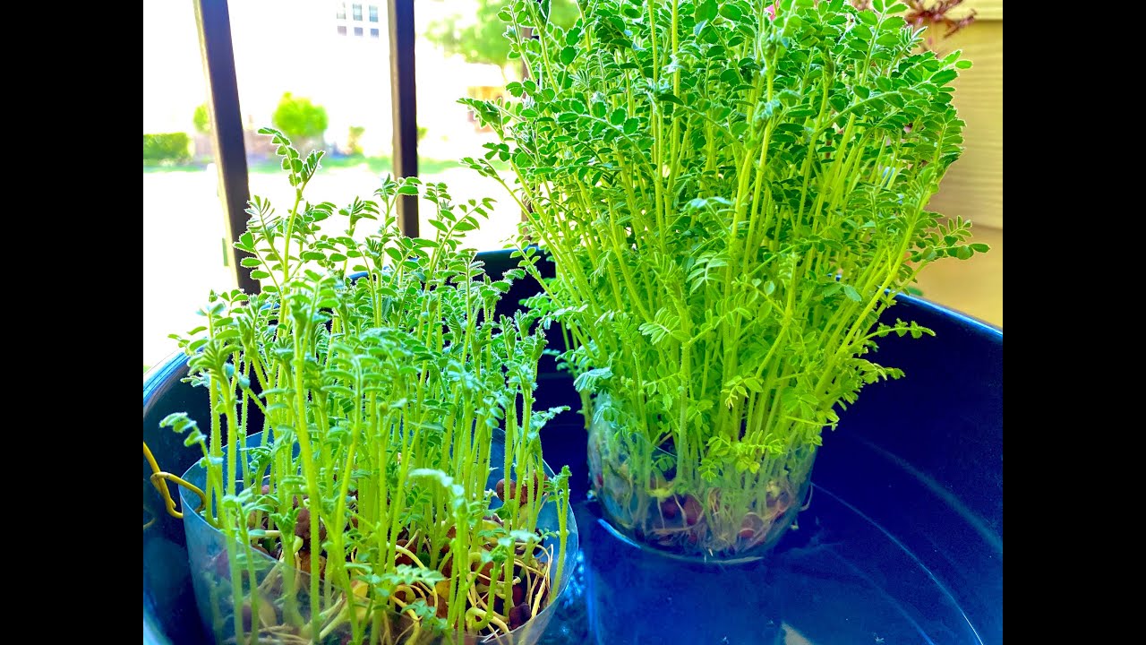 Chickpea Hydroponic Microgreens | microgreens grown in recycled plastic bottles at home