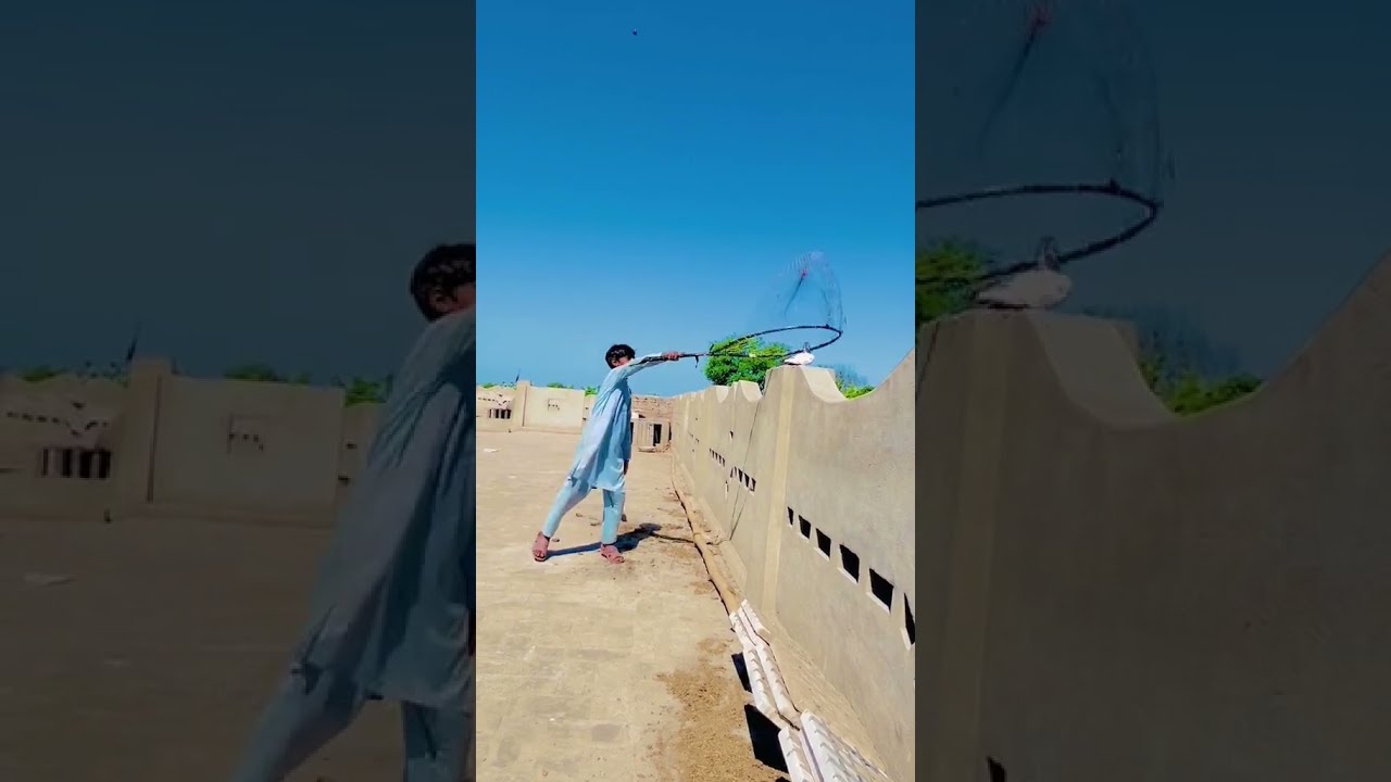 How to make pigeon racing#youtubeshorts#viralvideo#racingbirds#pigeon#pigeonshorts#pigeonviral