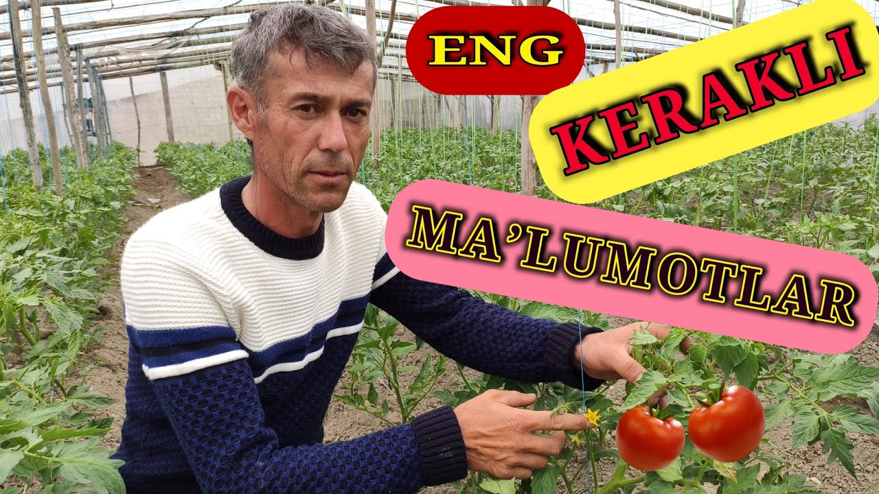 Issiqhonada yangi JALILA navli pomidor yetishtirish va maslahatlar.