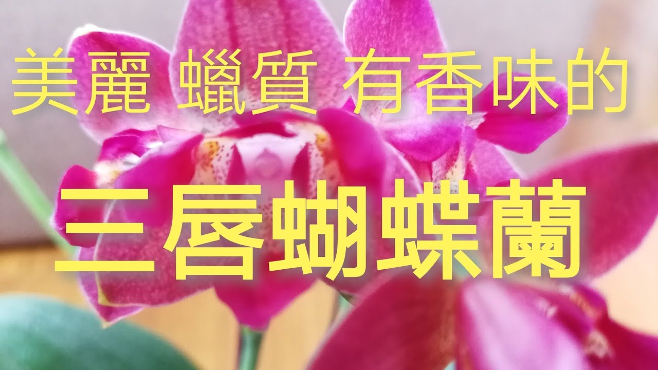 三唇蝴蝶蘭新入手，香味，蠟質，完美9/4/2020