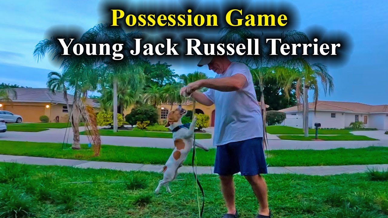 Young Jack Russell Terrier Learning The Possession Game